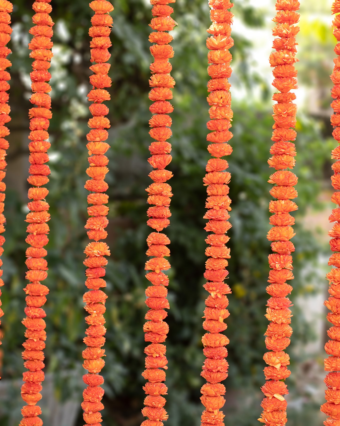 Orange sola wood flowers- 6ft