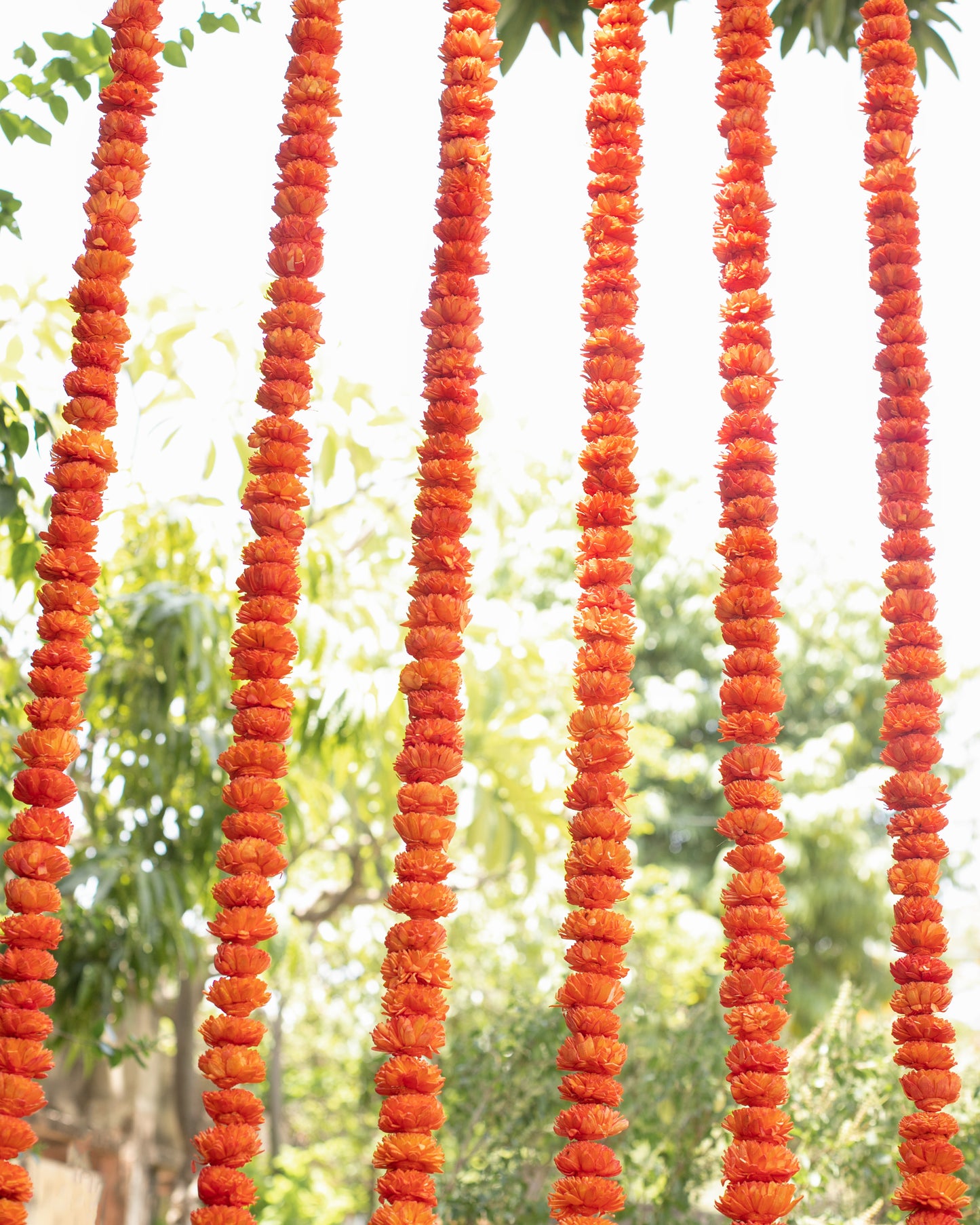 Orange sola wood flowers- 6ft