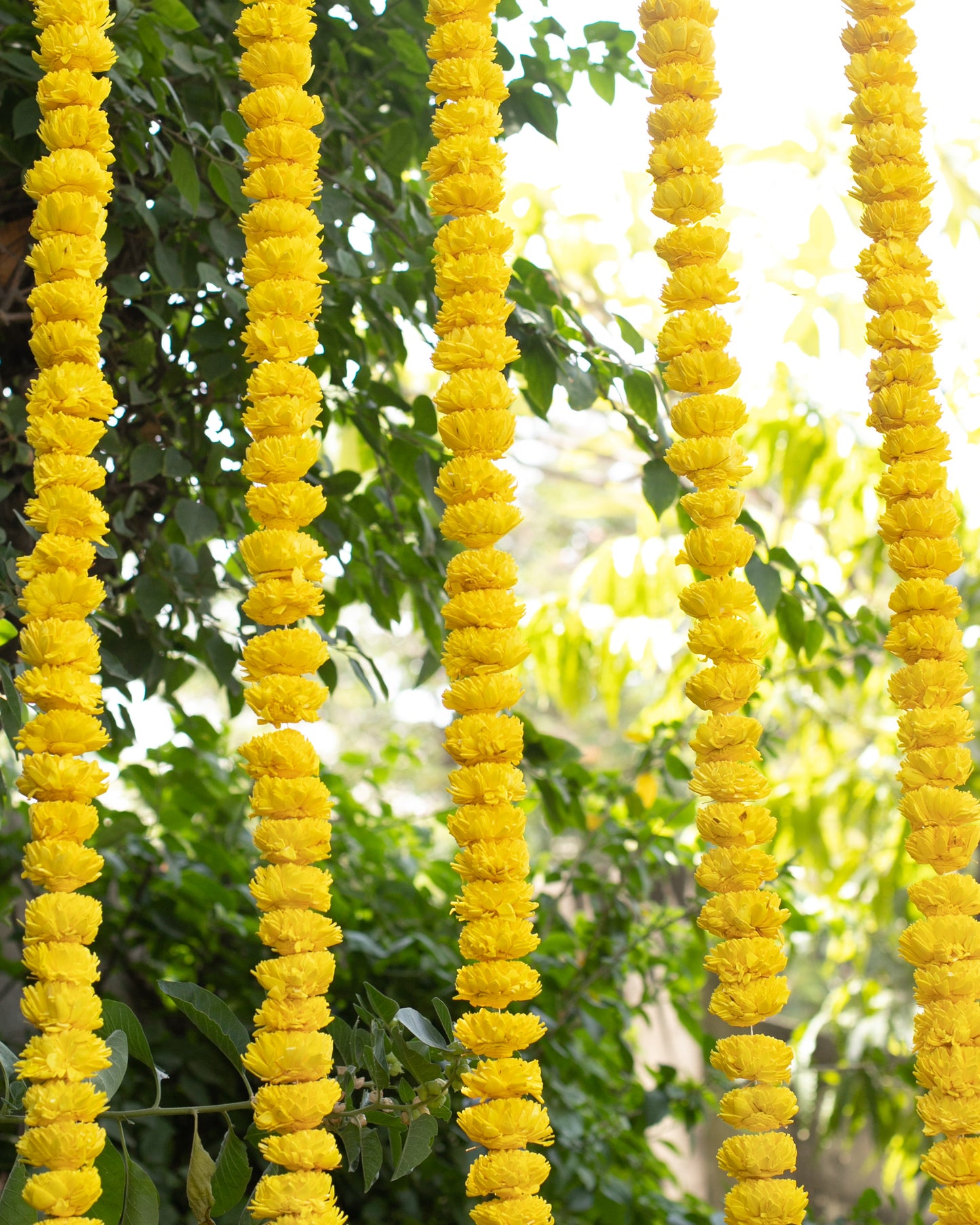 Yellow sola wood flowers- 6ft