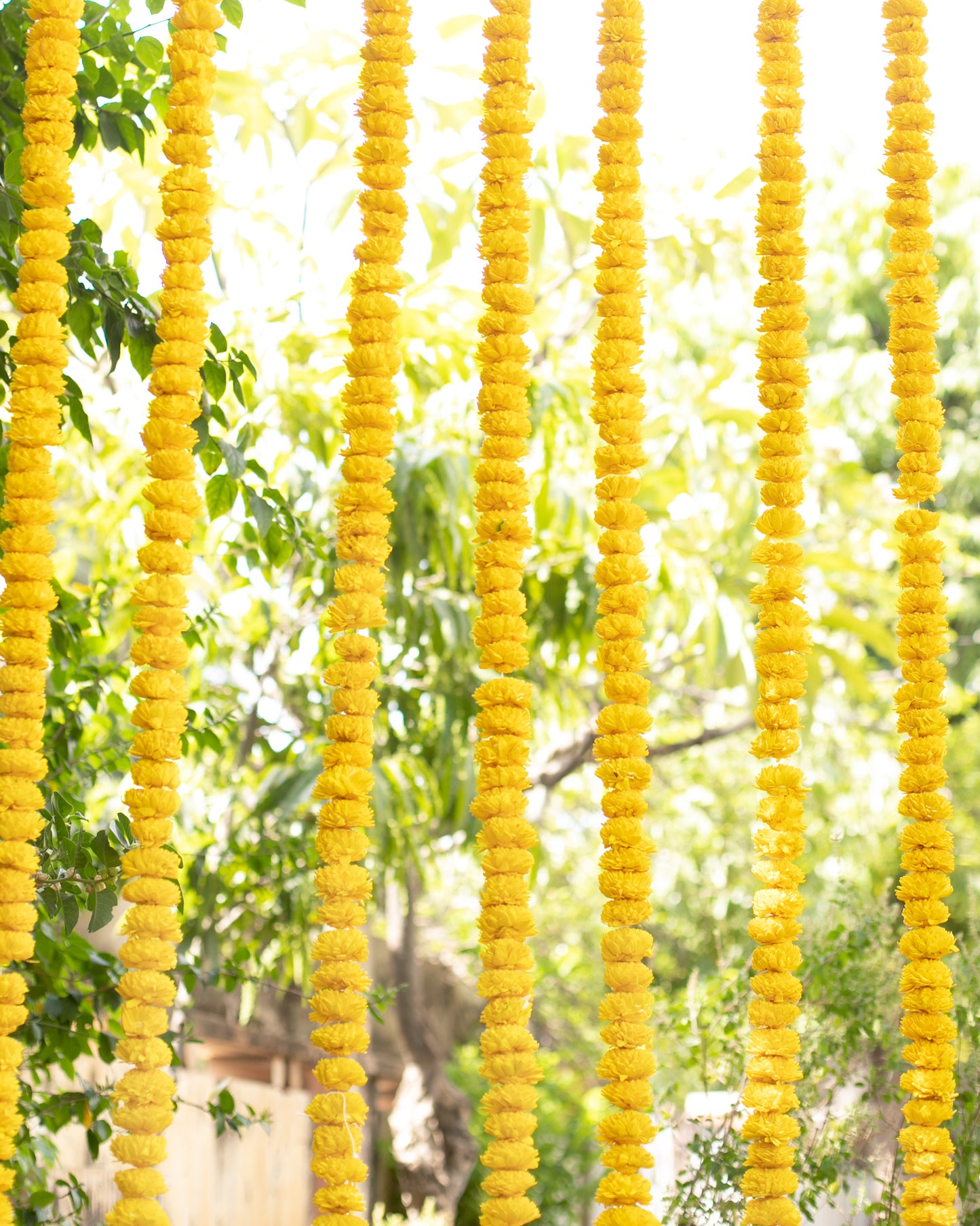 Yellow sola wood flowers with white ball- 6ft